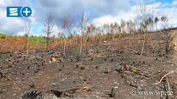 Sundern: Wie es in Stemel nach dem Waldbrand weitergeht - WP News
