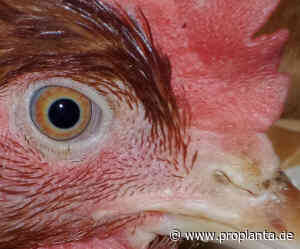 Geflügelpest: 110.000 Hennen müssen im Kreis Vechta getötet werden - Proplanta - Das Informationszentrum für die Landwirtschaft