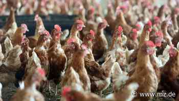 Vechta: 110.000 Hennen müssen wegen Geflügelpest getötet werden - Mitteldeutsche Zeitung