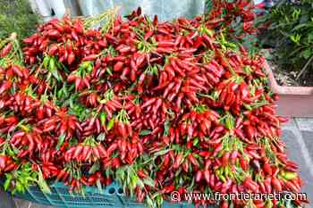 Rieti Cuore Piccante, ospiti Ecuador e Vietnam - Frontiera