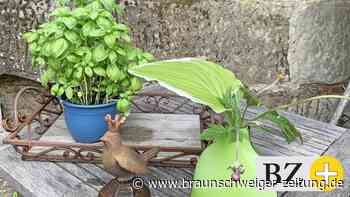 „Pimp my Garden“ oder Die Gierschplantage