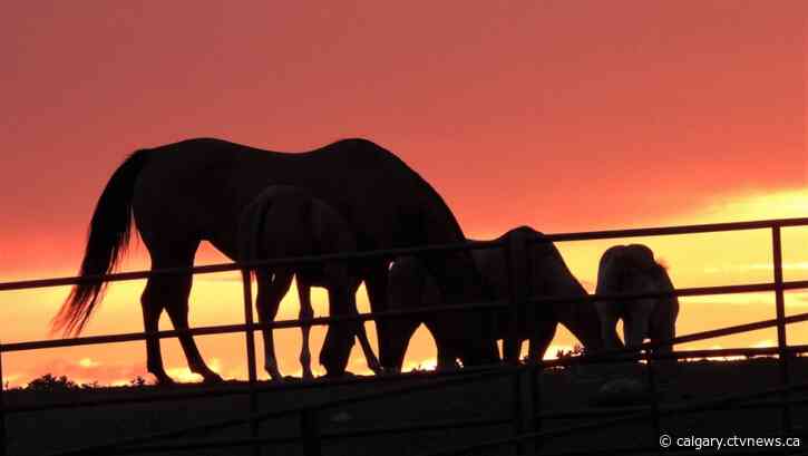 Kevin Stanfield's forecast: Calmer weather for Calgary this week