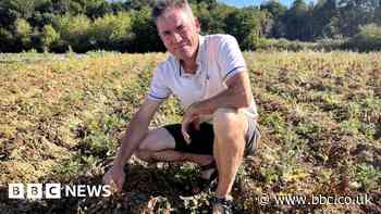 Loire Valley: Intense European heatwave parches France's 'garden'