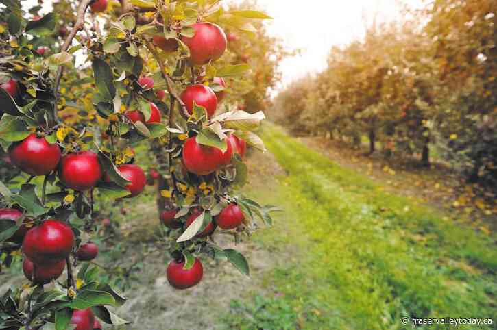 The Appalachian Apple Hunter Who Saved 1,200 Lost Varieties