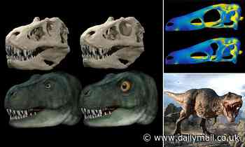 T.Rex had small EYES to allow for stronger bites