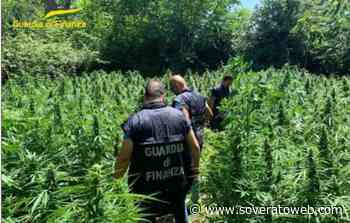 Sequestrate oltre 600 piante di marijuana, indagini per risalire ai responsabili - Soverato Web