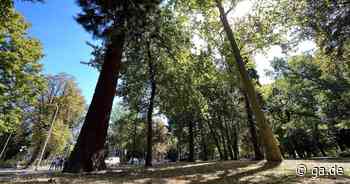 Heiße Phase auch für das Stadtgrün: Oberster Pfleger sieht Stadtbäume in Bonn in gutem Zustand - General-Anzeiger Bonn