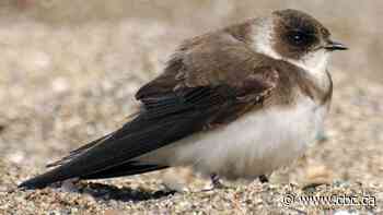 Bird sanctuary construction works around threatened birds' burrows