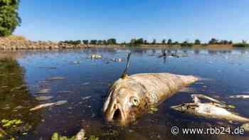 Fischsterben in der Oder: Minister kritisiert polnische Behörden
