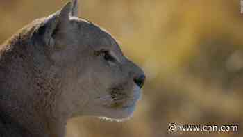 Shy dolphins and stalking pumas: Capturing Patagonia's wild species on camera