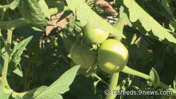 Proctor's Garden: What you should be doing in your vegetable gardens now