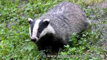 Aichach: Dachs sorgt bei Klingen für zwei Unfälle kurz nacheinander | Aichacher Nachrichten - Augsburger Allgemeine