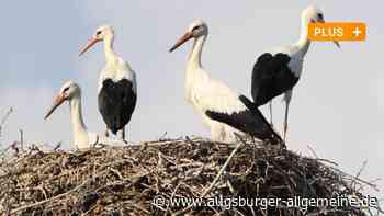 Aichach-Friedberg: Im Kreis Aichach-Friedberg fliegen so viele Jungstörche aus wie noch nie | Aichacher Nachrichten - Augsburger Allgemeine