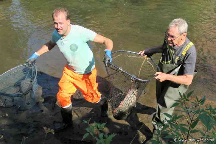 Wonderbaarlijke visvangst in kerkvijver: Civiele Bescherming, gemeentearbeiders en visser Stan verlossen karpers en schildpadden uit modderpoel