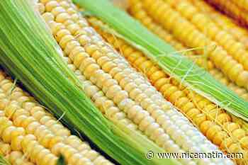 Sécheresse: la désespérance des producteurs de maïs dans le sud-ouest