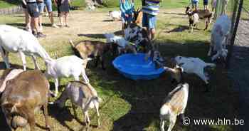Verfrissend zwembad voor de dieren van kinderboerderij Zeventorentjes - Het Laatste Nieuws