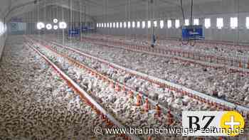 Bromer Bürgerinitiative kämpft gegen Hähnchenmast-Betrieb