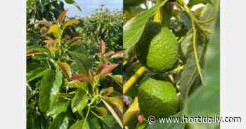 Orange and Dragon Agriculture: Avocados should be considered a healthy food rather than a daily fruit - hortidaily.com