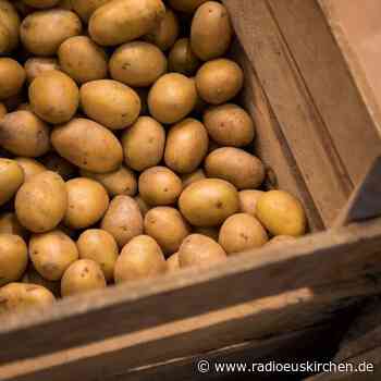 Kartoffeln für die Lagerung zum richtigen Zeitpunkt ernten - radioeuskirchen.de
