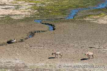 UK bakes in latest heatwave with drought looming for some areas - Ealing Times