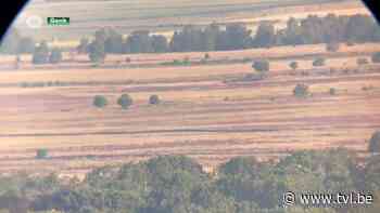 TVL-journalist spot voor het eerst 9 wolvenwelpen in Limburg - TV Limburg