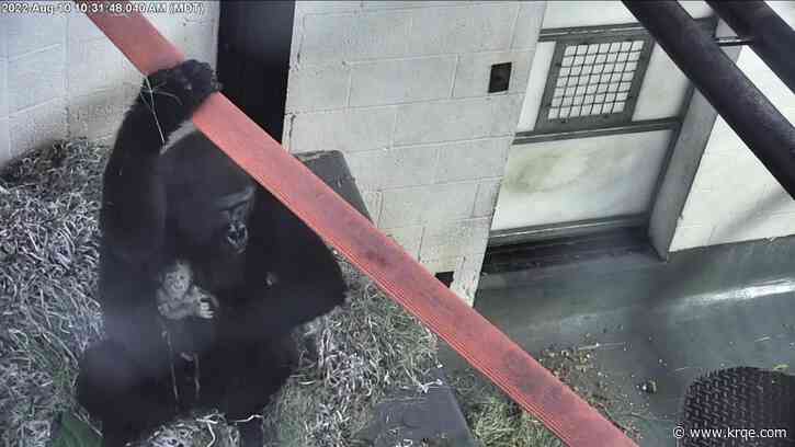 VIDEO: Baby gorilla delivered at Albuquerque zoo
