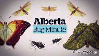 Alberta Bug Minute: Giant moths without mouths and bees without colonies