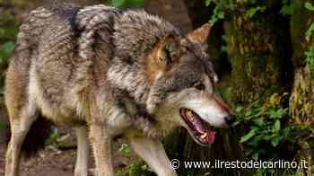 Modena, l'allevatore: "Un branco di lupi ha ucciso le mie capre" - il Resto del Carlino