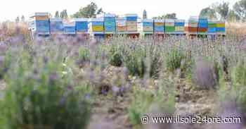 Nasce la Lavanda di Modena bio della Tenuta del Cigno tra aceto balsamico Dop e miele - Il Sole 24 ORE