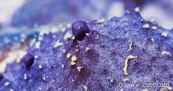 Sea Sponges Sneeze Snot on the Seafloor to Get the Gunk Out     - CNET