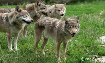 Ala di Stura: lupi assaltano gregge di pecore - Mole24