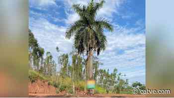 Palmeira de 10 metros é furtada entre Lovat e Cruzeiro do Oeste, em plena luz do dia - Catve