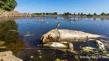 Fischsterben in der Oder: Hohe Quecksilberwerte nachgewiesen