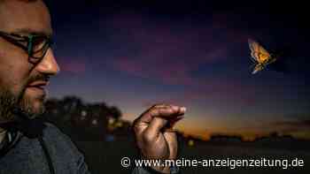 Nachtfalter sind clevere Langstreckenflieger