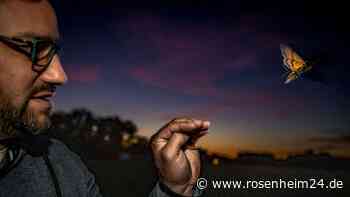 Nachtfalter sind clevere Langstreckenflieger