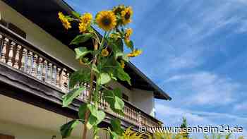 Gute Eggstätter Luft lässt Sonnenblume groß wachsen