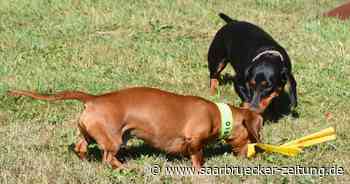 Ein Dackelrennen war der Höhepunkt beim Teckeltag in Wadern - Saarbrücker Zeitung