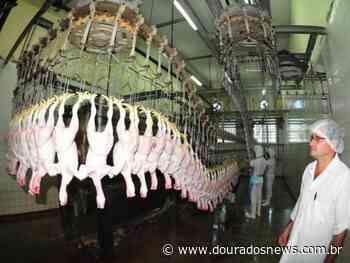 Pesquisa indica queda de 2% no abate de frangos no país - Dourados News