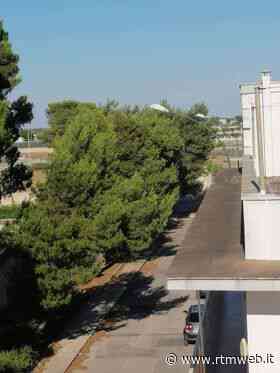Manduria: mettere in sicurezza gli alberi di via Scegnu prima che facciano danni. - RTM web