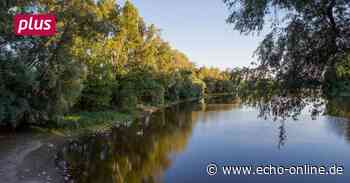 Sommer in Südhessen: Lampertheim mit dem Rad erkunden - Echo Online