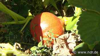 Braunschweig: Grab-Bepflanzung erhitzt die Gemüter - NDR.de