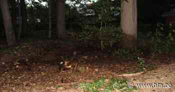 Brandweer rukt uit voor beperkte bosbrand | Brasschaat | hln.be - Het Laatste Nieuws