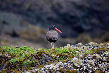 Scientists on Haida Gwaii find oldest black oystercatcher on record - Trail Times