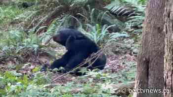 Black bear sighting on Port Coquitlam trail | CTV News - CTV News Vancouver