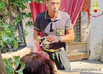 Nembro, un gattino bloccato nella tubatura è stato salvato dai Vigili con un... würstel - Prima Bergamo