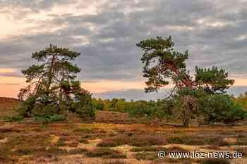 Zur Blüte in die Bretziner Heide - Büchen - LOZ-News | Die Onlinezeitung für das Herzogtum Lauenburg