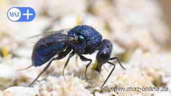 Potsdams Naturparadies: Seltene Goldwespe in Sielmanns Döberitzer Heide - Märkische Allgemeine Zeitung