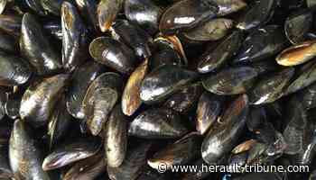 Frontignan : Total Musclum fête ses 10 ans le 19 août - Hérault Tribune