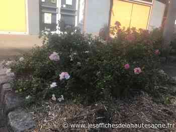 Sécheresse : la Ville de Lure arrête d'arroser les suspensions, les jardinières et les massifs floraux - Affiches de la Haute-Saône