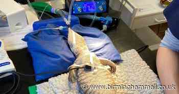 Solihull vets operate on constipated African lizard and discover 'unusual' blockage - Birmingham Live